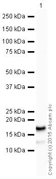 Western blot - HRP Anti-VAMP2 antibody [EPR12790] (AB198948)