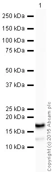 Western blot - HRP Anti-VAMP2 antibody [EPR12790] (AB198948)