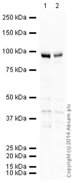 Western blot - HRP Anti-VCAM1 antibody [EPR5047] (AB195540)