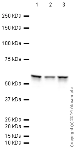 Western blot - HRP Anti-Vimentin antibody [EPR3776] - Cytoskeleton Marker (AB194718)