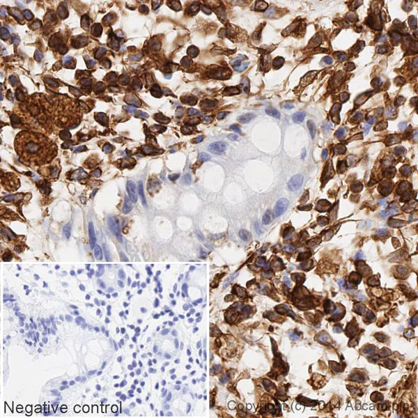 Immunohistochemistry (Formalin/PFA-fixed paraffin-embedded sections) - HRP Anti-Vimentin antibody [V9] - Cytoskeleton Marker (AB196602)