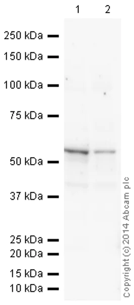 Western blot - HRP Anti-Vimentin antibody [V9] - Cytoskeleton Marker (AB196602)