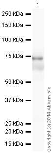 Western blot - HRP Anti-Vitronectin/S-Protein antibody [EP873Y] (AB199310), expandable thumbnail