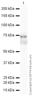 Western blot - HRP Anti-Vitronectin/S-Protein antibody [EP873Y] (AB199310)