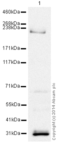Western blot - HRP Anti-Von Willebrand Factor antibody [EPSISR15] (AB195030), expandable thumbnail