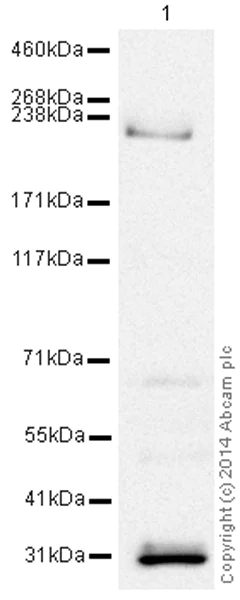 Western blot - HRP Anti-Von Willebrand Factor antibody [EPSISR15] (AB195030)