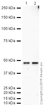 Western blot - HRP Anti-YB1 antibody [EP2708Y] (AB204014)