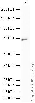 Western blot - HRP Anti-ZAP70 antibody [YE291] (AB208713)