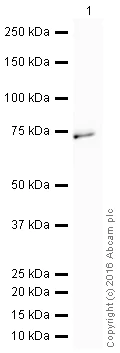 Western blot - HRP Anti-ZAP70 antibody [YE291] (AB208713)