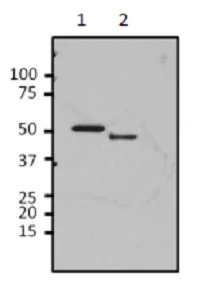 Immunoprecipitation - Anti-HRV 3C Protease Cleavage Site antibody (AB183574)