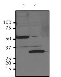 Western blot - Anti-HRV 3C Protease Cleavage Site antibody (AB183574)