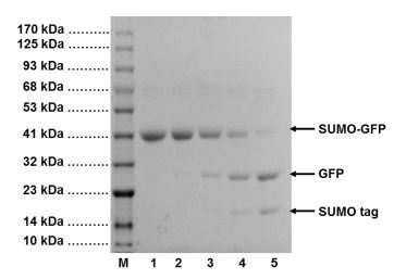 HRV14 3C (PreScission) Protease Agarose Beads