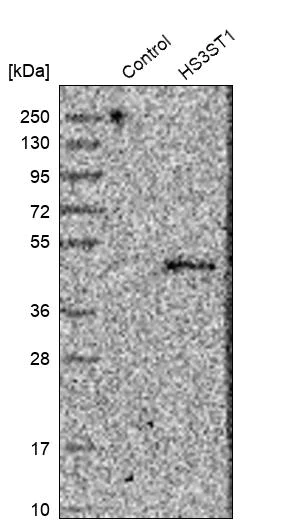Western blot - Anti-HS3ST1 antibody (AB254718)