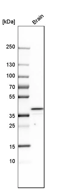 Western blot - Anti-HS3ST1 antibody (AB254718)