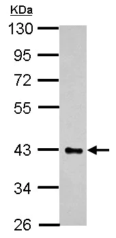 Western blot - Anti-HS3ST2 antibody (AB155777)