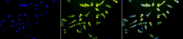 Immunocytochemistry/ Immunofluorescence - Anti-Hsc70 antibody [1F2-H5] (AB223356)