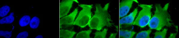 Immunocytochemistry/ Immunofluorescence - Anti-Hsc70 antibody [1F2-H5] (AB223356)
