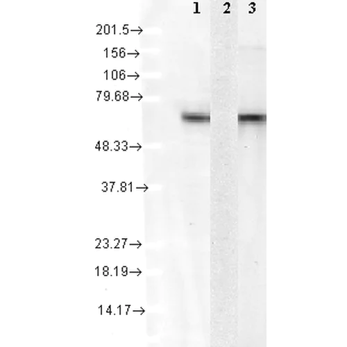 Western blot - Anti-Hsc70 antibody [1F2-H5] (AB223356)