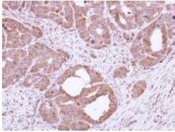 Immunohistochemistry (Formalin/PFA-fixed paraffin-embedded sections) - Anti-Hsc70 antibody (AB137806), expandable thumbnail