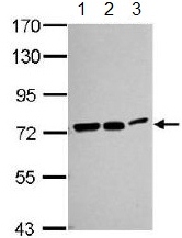 Western blot - Anti-Hsc70 antibody (AB137806), expandable thumbnail