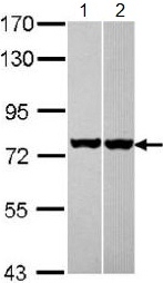 Western blot - Anti-Hsc70 antibody (AB137806), expandable thumbnail