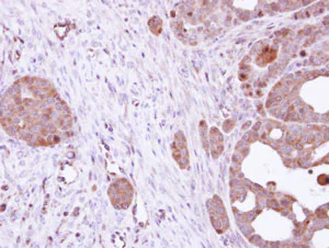 Immunohistochemistry (Formalin/PFA-fixed paraffin-embedded sections) - Anti-Hsc70 antibody (AB137808)