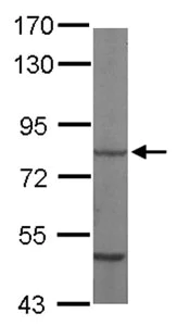 Western blot - Anti-Hsc70 antibody (AB137808)