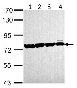 Western blot - Anti-Hsc70 antibody (AB137808), expandable thumbnail
