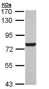 Western blot - Anti-Hsc70 antibody (AB154415), expandable thumbnail