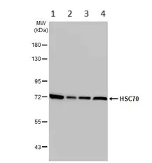 Western blot - Anti-Hsc70 antibody (AB154415)