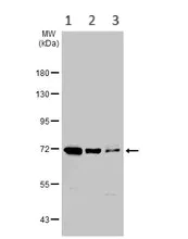 Western blot - Anti-Hsc70 antibody (AB154415)