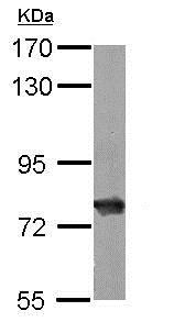 Western blot - Anti-Hsc70 antibody (AB154415), expandable thumbnail