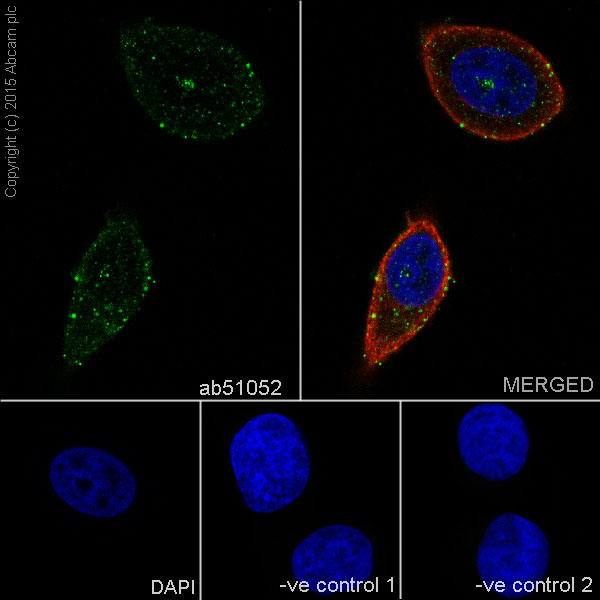 Immunocytochemistry/ Immunofluorescence - Anti-Hsc70 antibody [EP1531Y] (AB51052), expandable thumbnail