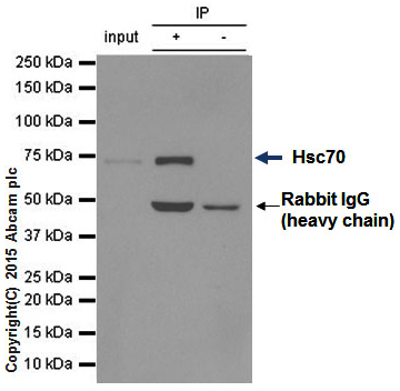 Immunoprecipitation - Anti-Hsc70 antibody [EP1531Y] (AB51052), expandable thumbnail