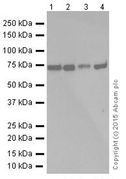 Western blot - Anti-Hsc70 antibody [EP1531Y] (AB51052), expandable thumbnail