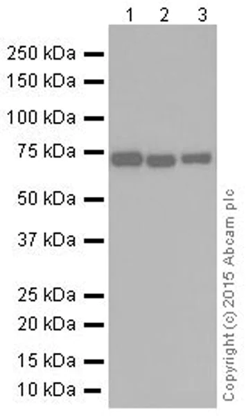 Western blot - Anti-Hsc70 antibody [EP1531Y] (AB51052)