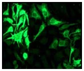 Immunocytochemistry/ Immunofluorescence - Anti-Hsc70 antibody [EP1531Y] - BSA and Azide free (AB220821)