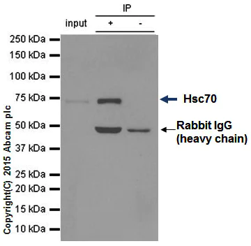 Immunoprecipitation - Anti-Hsc70 antibody [EP1531Y] - BSA and Azide free (AB220821)