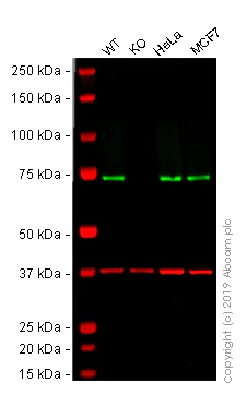 Western blot - Anti-Hsc70 antibody [EP1531Y] - BSA and Azide free (AB220821)