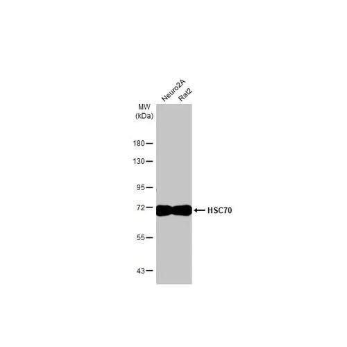 Western blot - Anti-HSC70 antibody [HL1788] (AB317109)