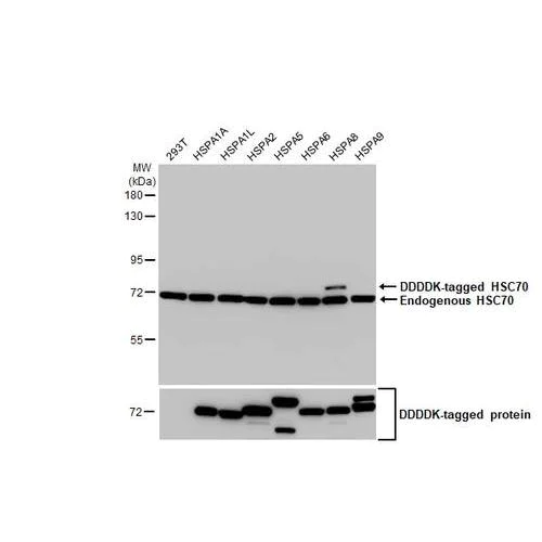 Western blot - Anti-HSC70 antibody [HL1788] (AB317109)
