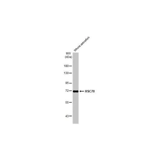 Western blot - Anti-HSC70 antibody [HL1788] (AB317109)