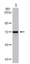 Western blot - Anti-HSC70 antibody [HL1788] (AB317109)