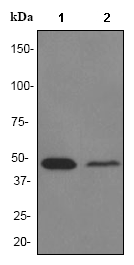 Western blot - Anti-HSC70 Interacting Protein HIP antibody [EP3264] (AB76005), expandable thumbnail