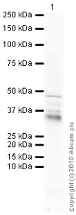 Western blot - Anti-HSD11B1 antibody (AB39364), expandable thumbnail