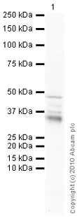 Western blot - Anti-HSD11B1 antibody (AB39364)