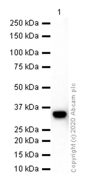 Western blot - Anti-HSD11B1 antibody [EPR9407(2)] (AB157223)