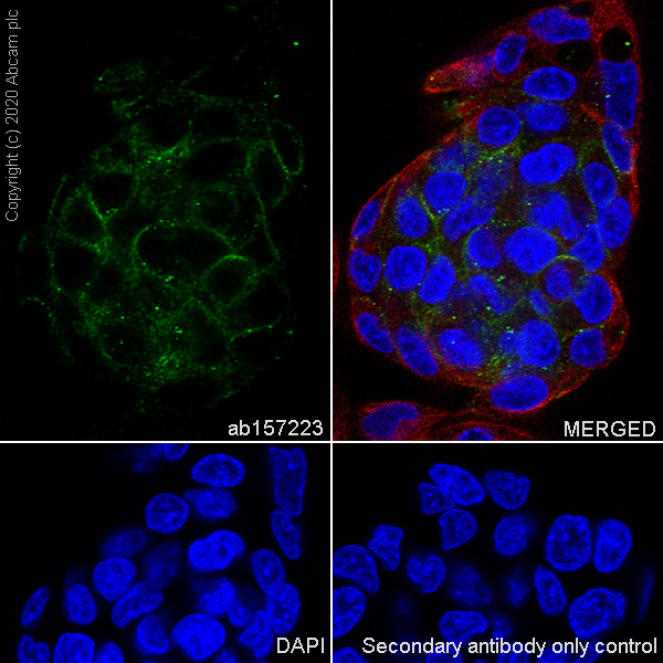 Immunocytochemistry/ Immunofluorescence - Anti-HSD11B1 antibody [EPR9407(2)] - BSA and Azide free (AB175049), expandable thumbnail