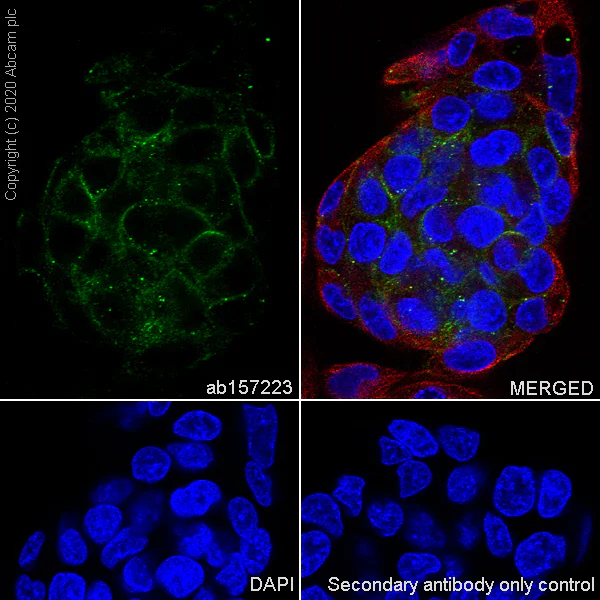 Immunocytochemistry/ Immunofluorescence - Anti-HSD11B1 antibody [EPR9407(2)] - BSA and Azide free (AB175049)