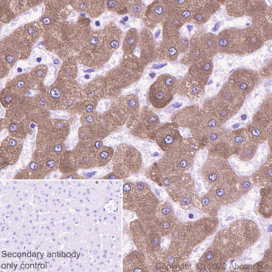 Immunohistochemistry (Formalin/PFA-fixed paraffin-embedded sections) - Anti-HSD11B1 antibody [EPR9407(2)] - BSA and Azide free (AB175049), expandable thumbnail